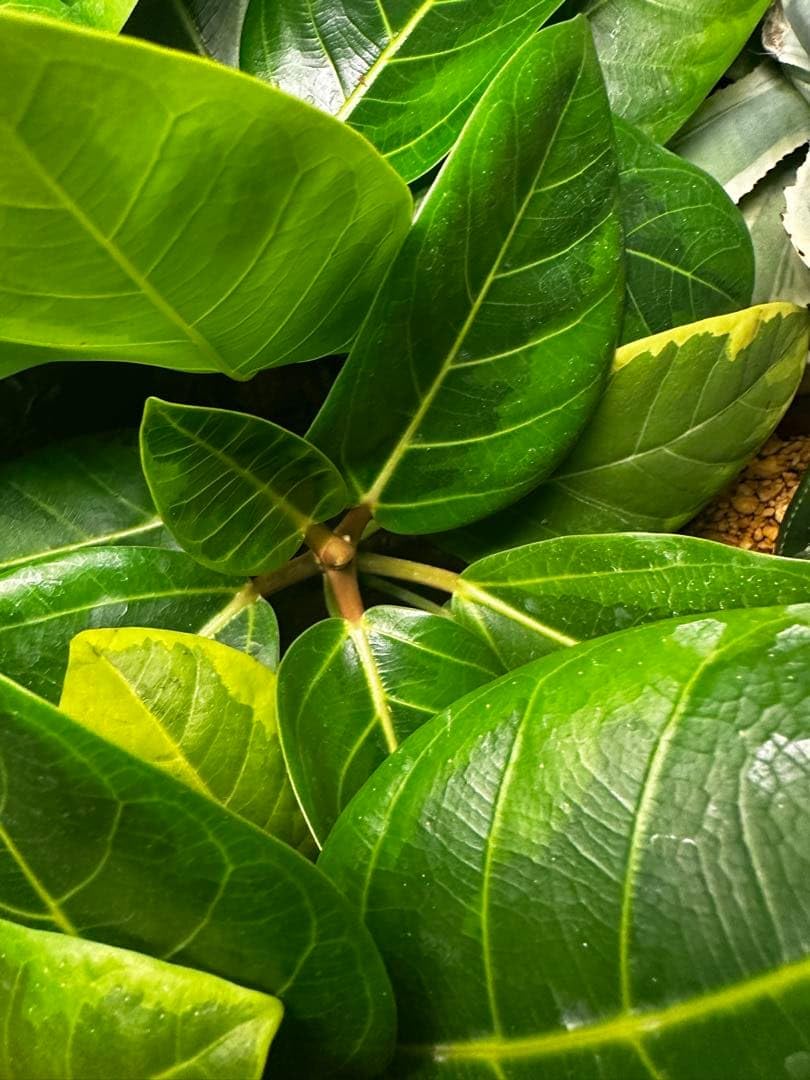 Amazon｜観葉植物 フィカス アルテシマ苗 斑入り 4｜観葉植物